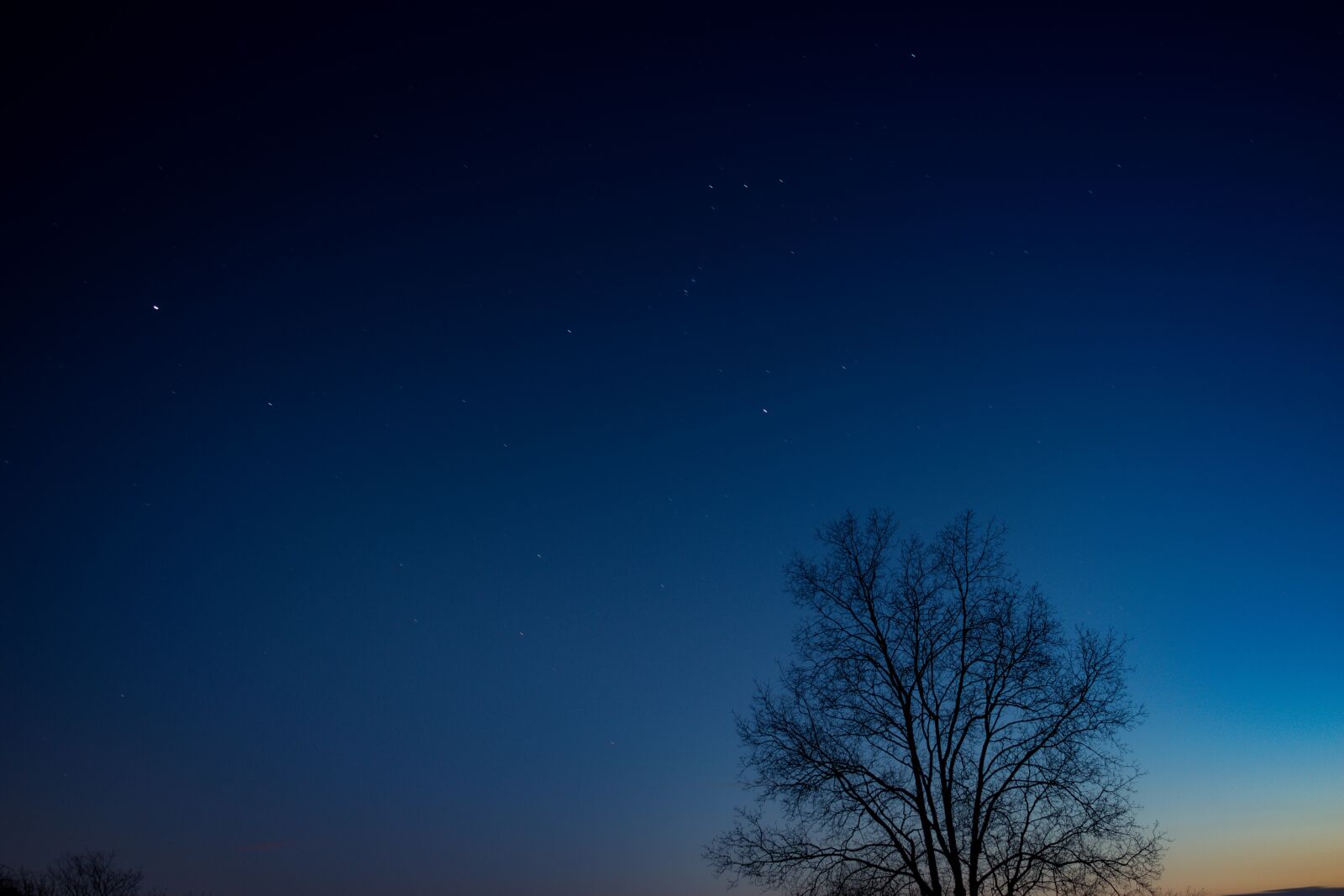 Nikon D5600 sample photo. Tree, stars, orion photography