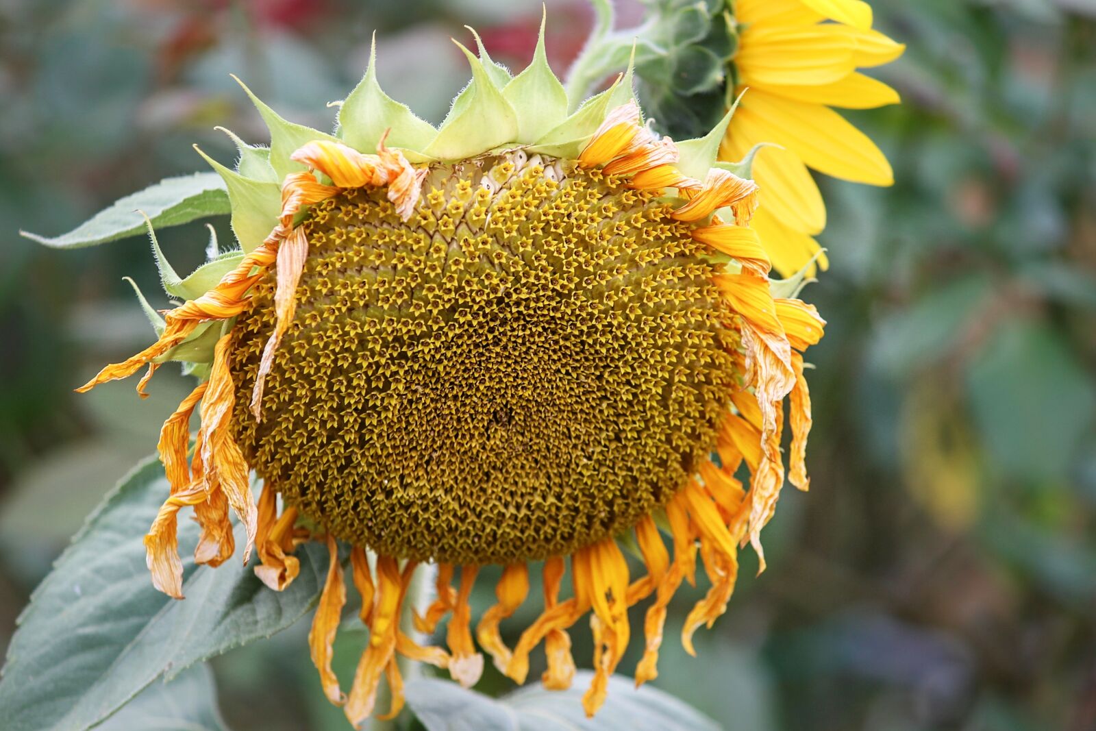Canon EOS 1100D (EOS Rebel T3 / EOS Kiss X50) sample photo. Sunflower, blossom, bloom photography