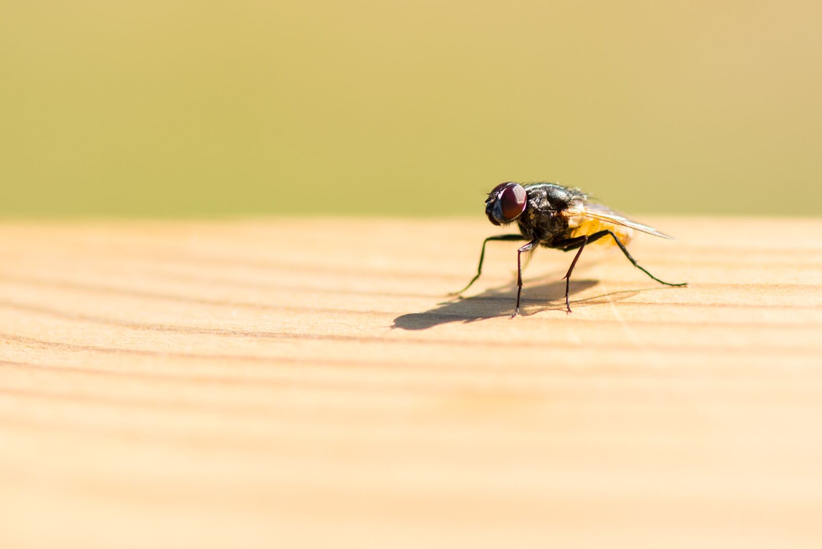 Nikon D800 sample photo. Fly, wood, table photography