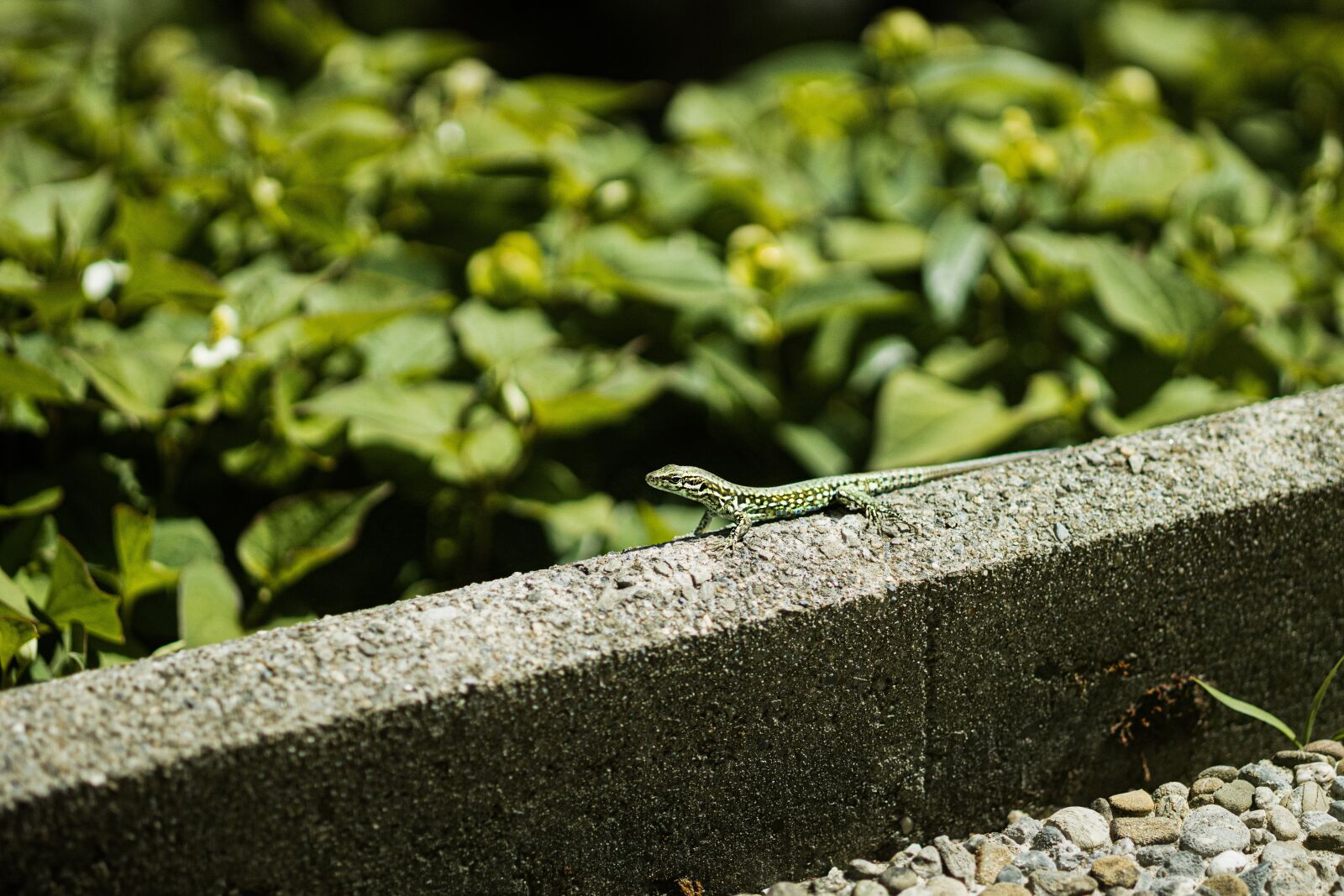 Canon EOS R sample photo. Lizard, green, reptile photography