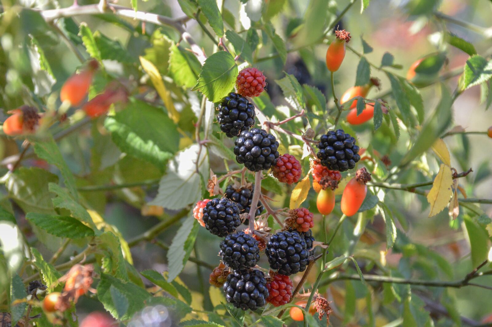 Nikon D3200 sample photo. Fruit, berry, nature photography