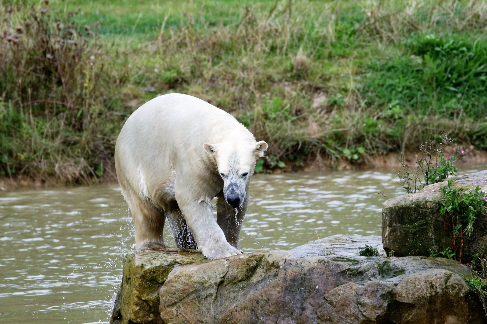 Canon EOS 7D Mark II sample photo. Polar bear, big bear photography