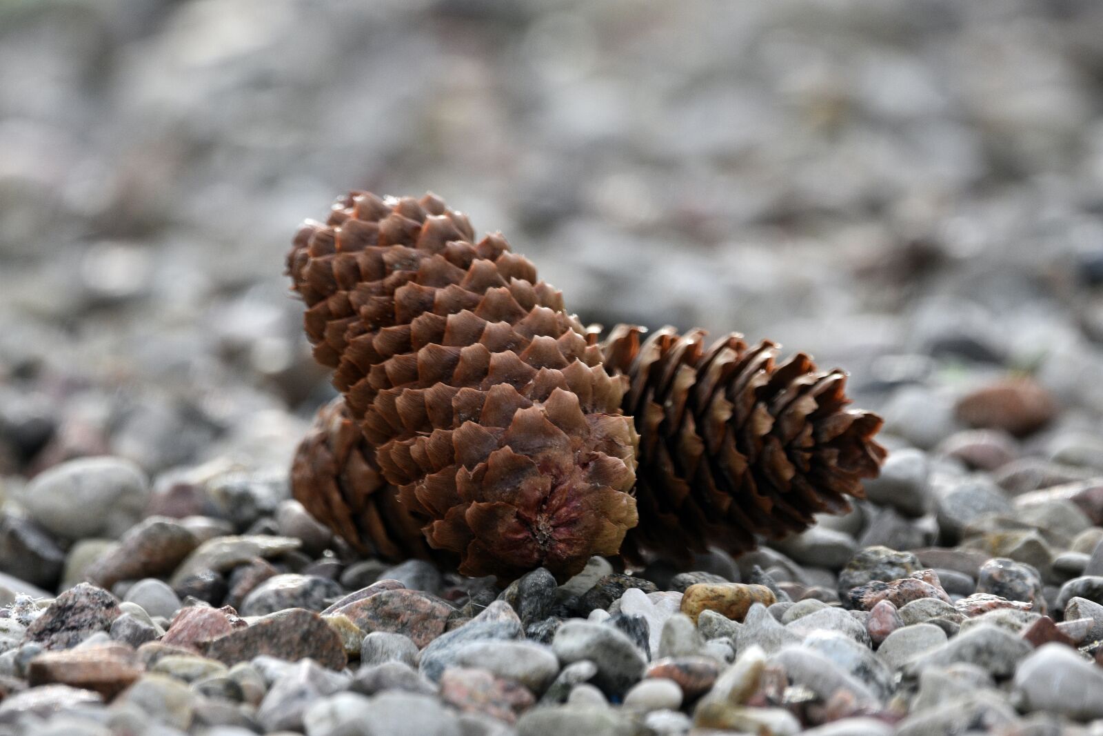 Nikon D3400 sample photo. Cones, pine cone, spruce photography
