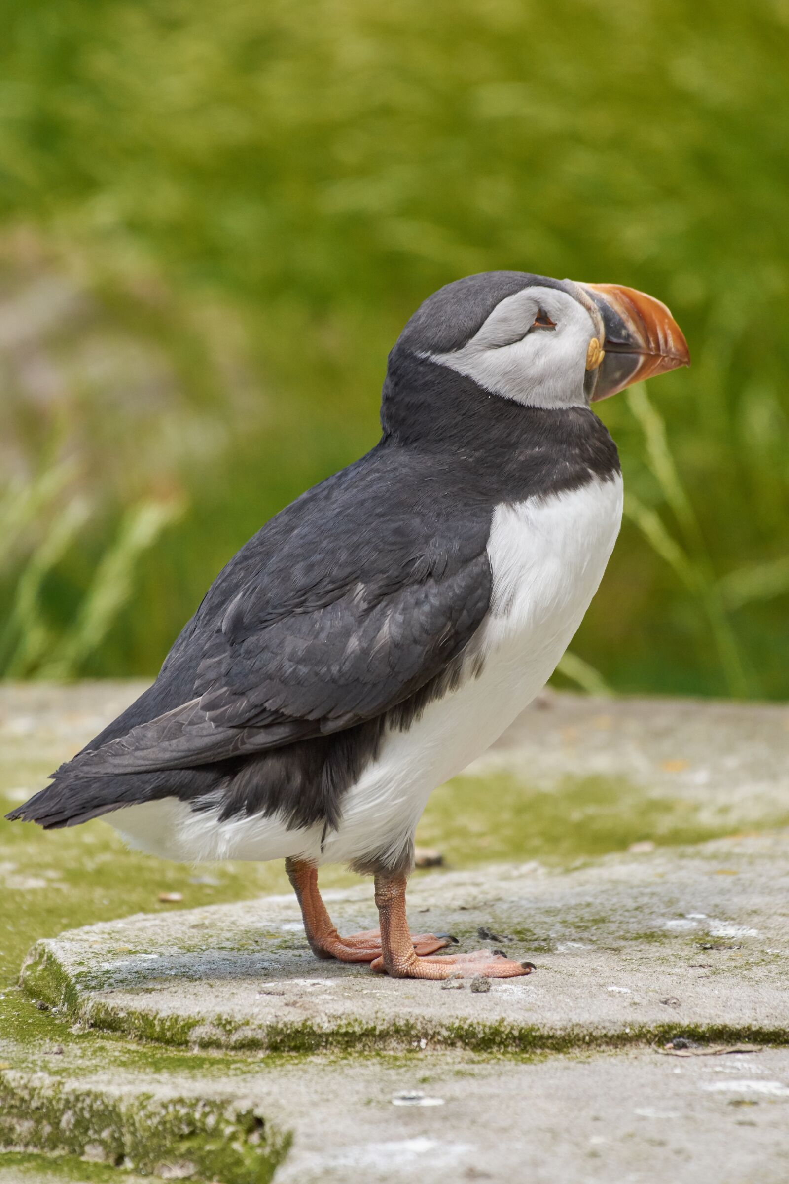 Nikon AF-S Nikkor 200-500mm F5.6E ED VR sample photo. Puffin, iceland, bird photography