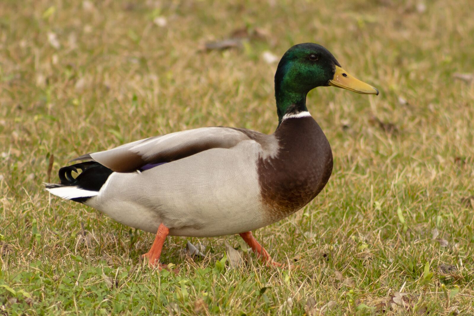 Canon EF75-300mm f/4-5.6 sample photo. Mallard duck, teal, duck photography