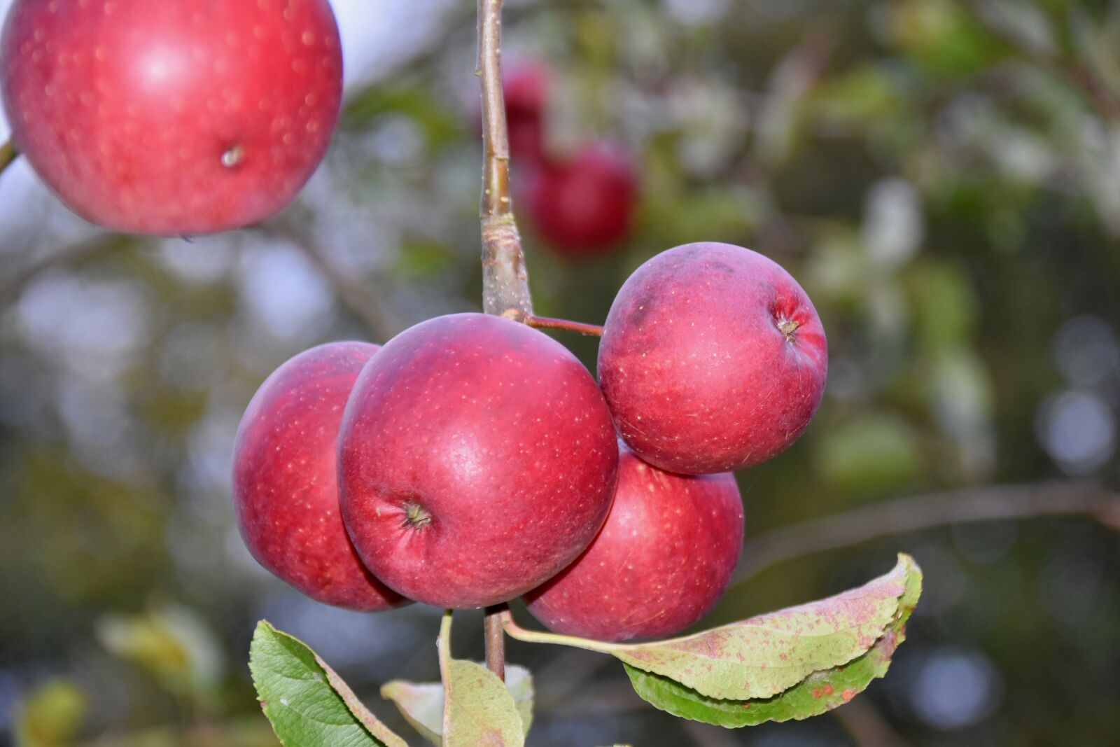 Nikon D5600 sample photo. Apples, apple, fruit shrubs photography
