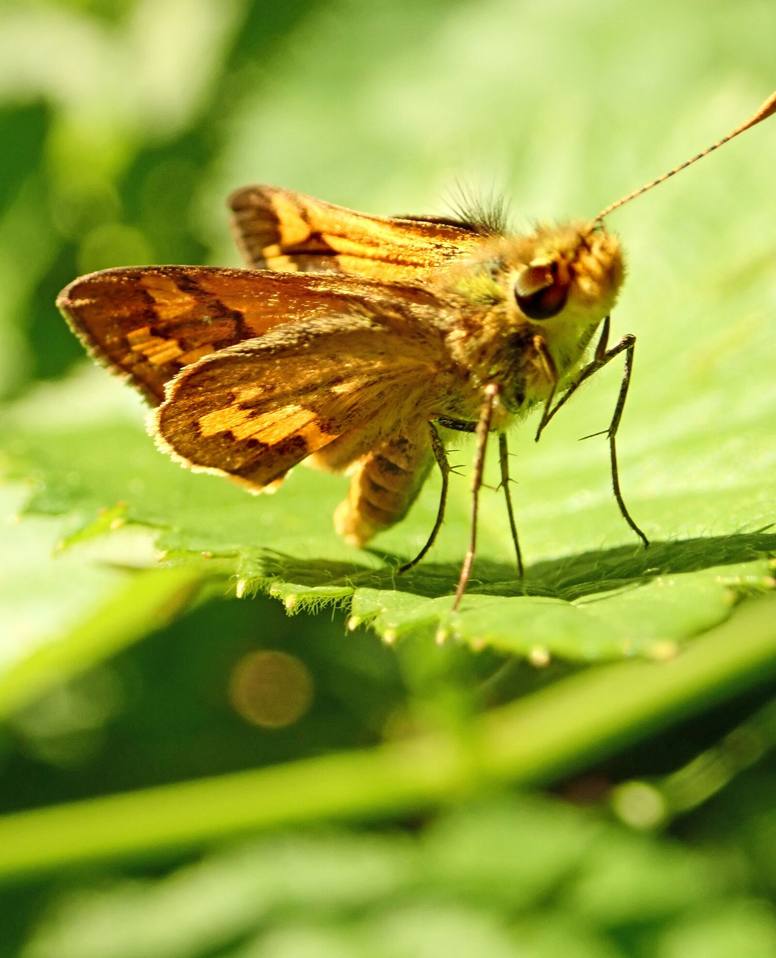 Olympus TG-5 sample photo. Butterfly, insect, double winged photography