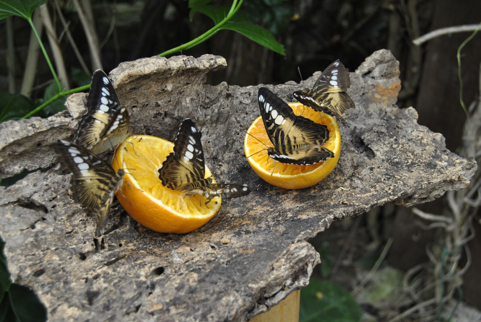 Nikon D3000 sample photo. Butterflies, insects, nature photography