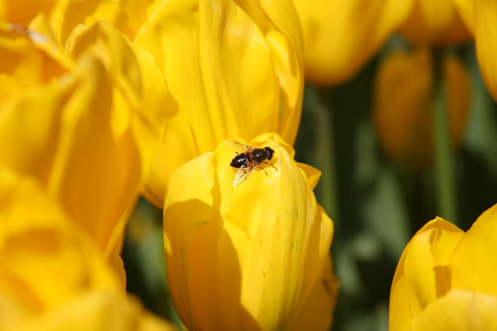 Canon EOS 40D sample photo. Tulips, bee, flower photography