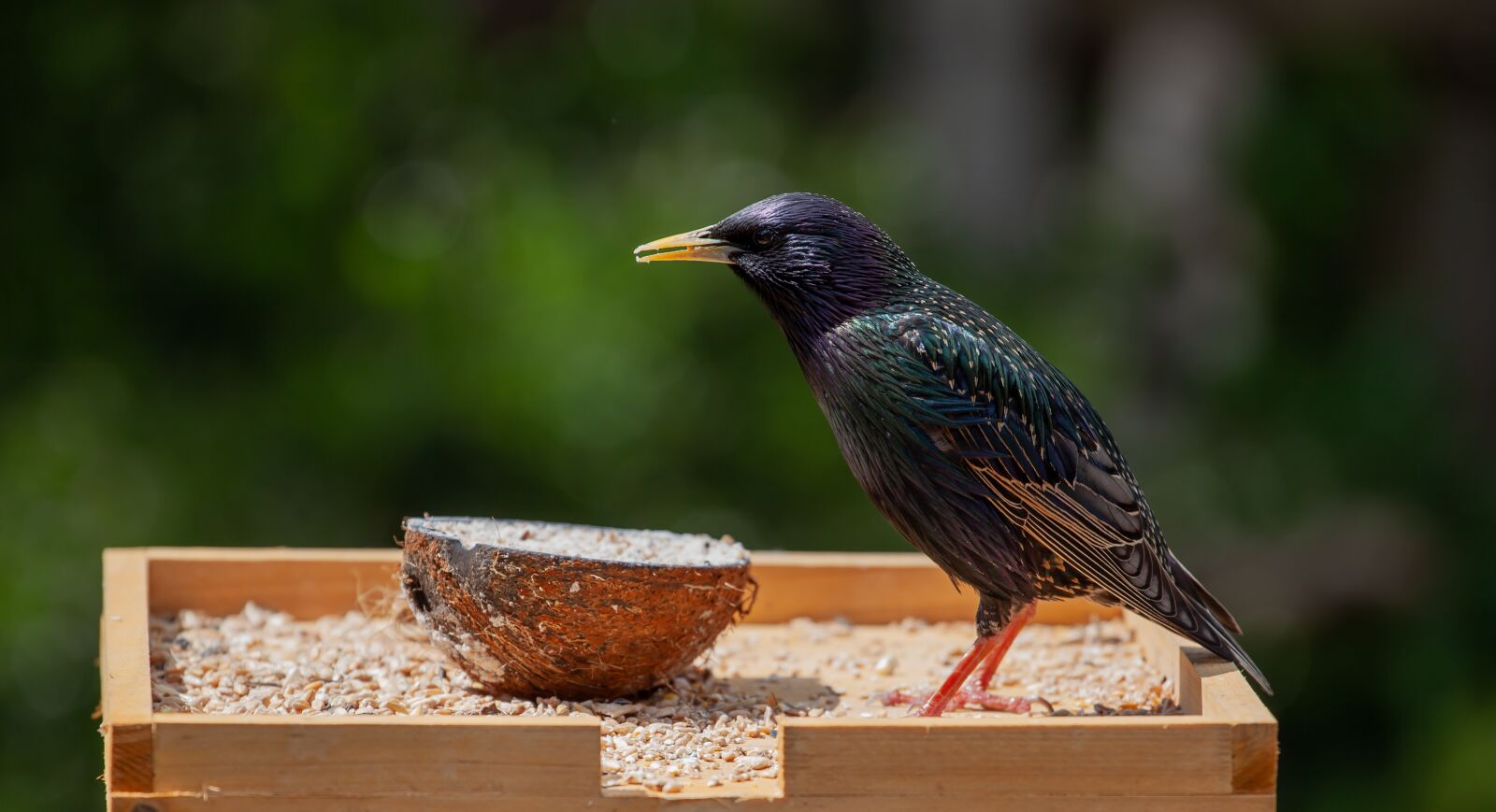 Canon EOS 5D Mark II sample photo. Starling, bird, scavenger photography