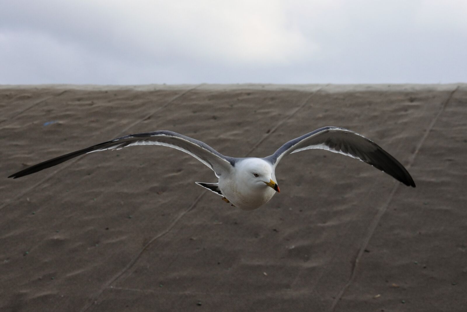 Nikon 1 Nikkor VR 30-110mm F3.8-5.6 sample photo. Animal, beach, promenade photography
