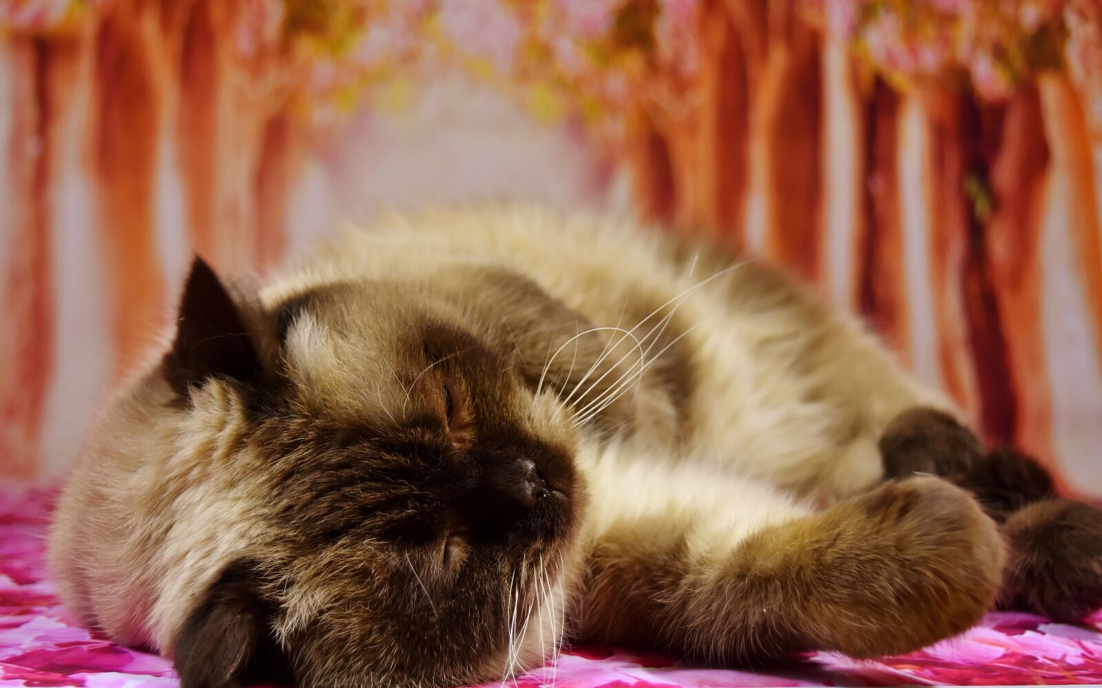 Nikon D7200 sample photo. British shorthair, cat, pet photography