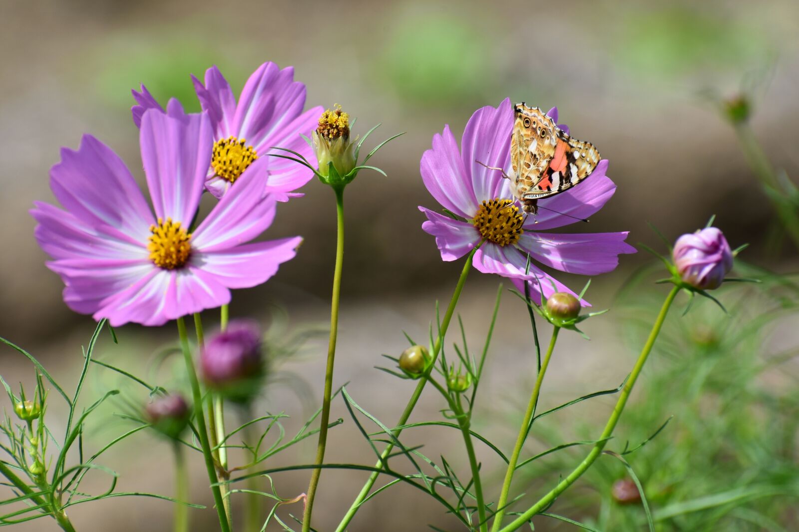 Nikon D7200 sample photo. Natural, landscape, plant photography