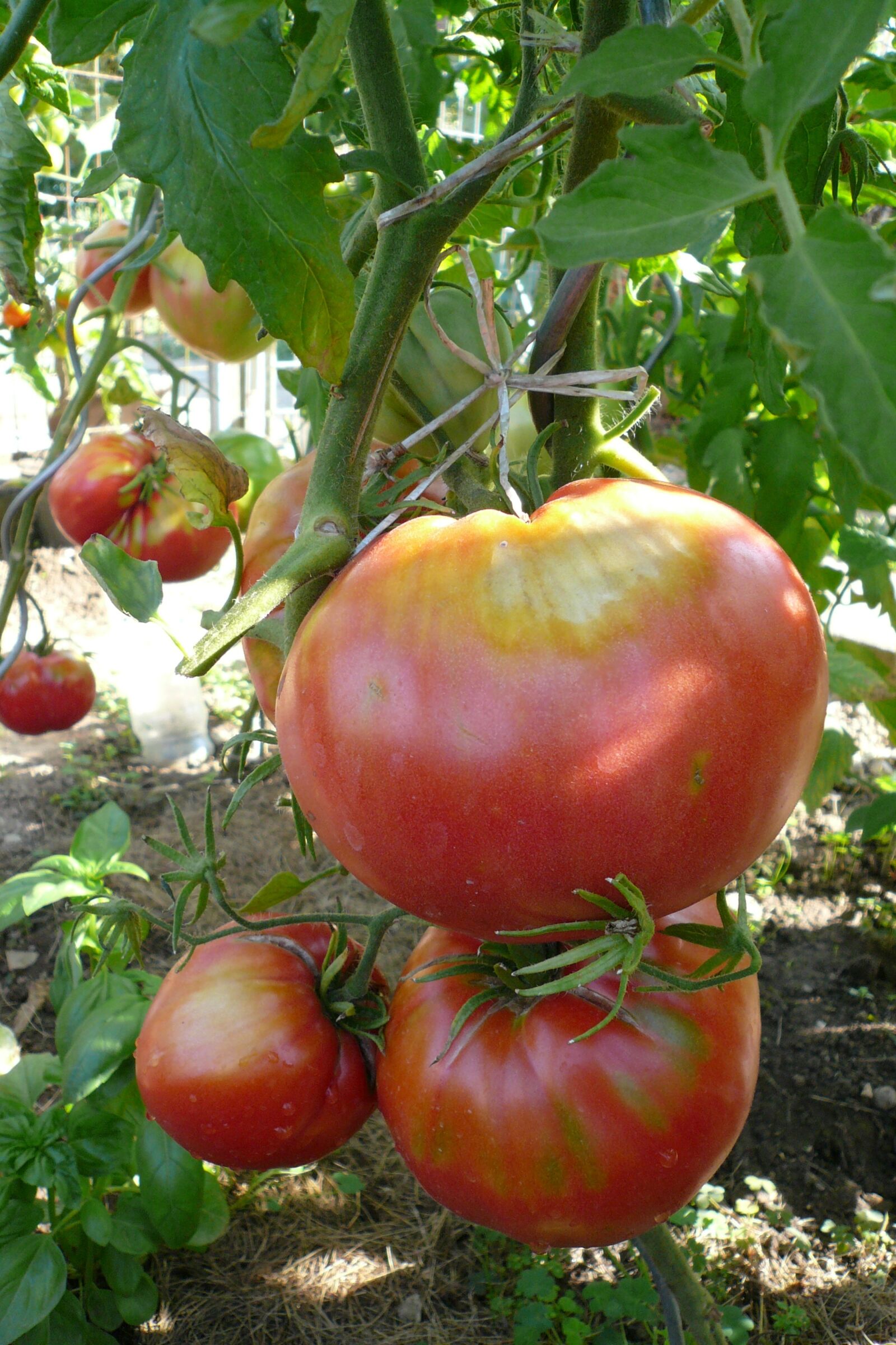 Panasonic DMC-FX07 sample photo. Tomatoes, vegetables, garden photography