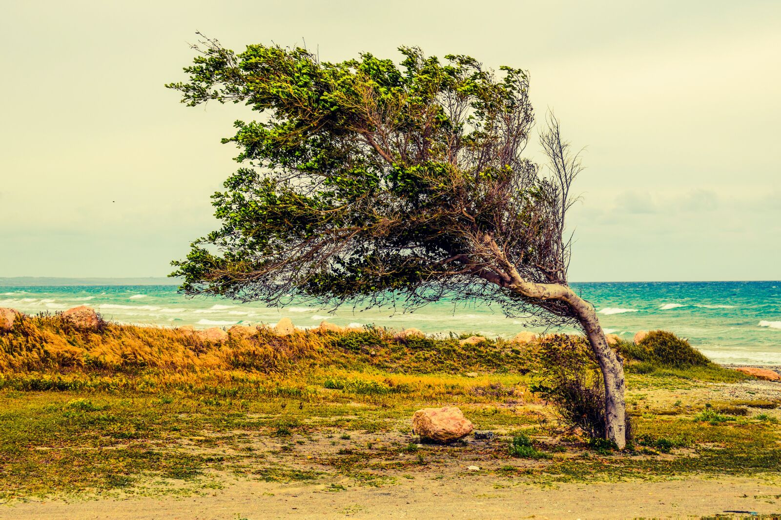 Nikon D3300 sample photo. Tree, beach, sea photography