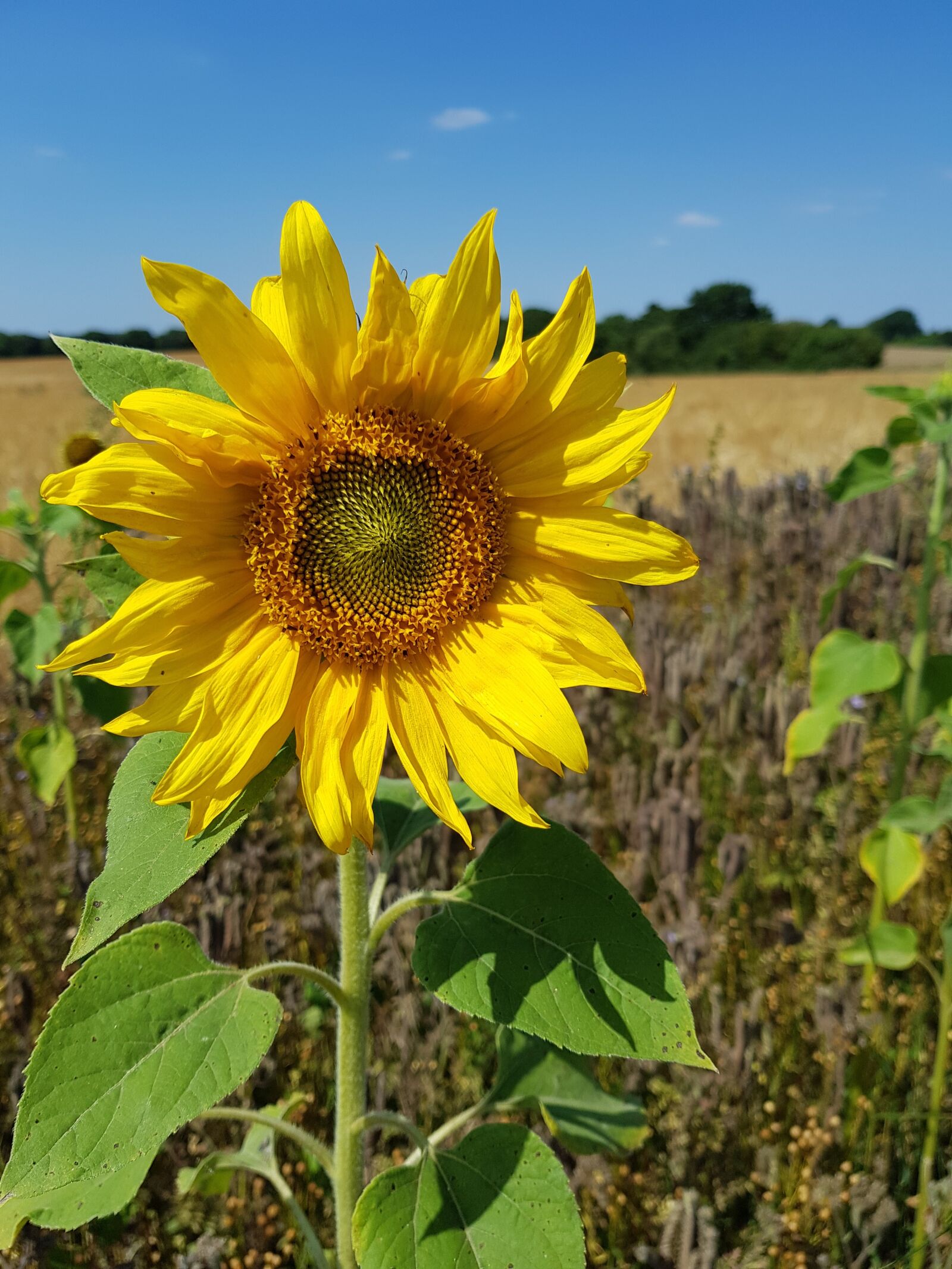 Samsung Galaxy S8 sample photo. Sunflower, nature, yellow photography