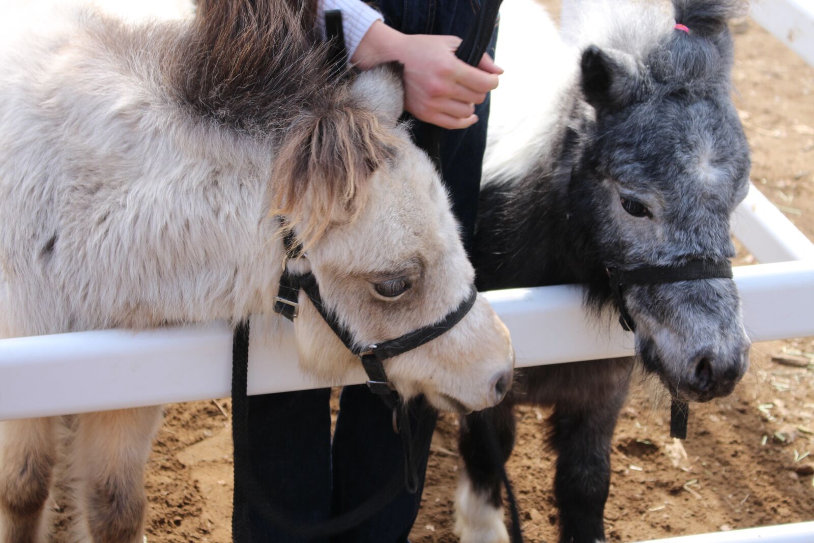 Canon EOS 650D (EOS Rebel T4i / EOS Kiss X6i) sample photo. Animal, farm, cute photography