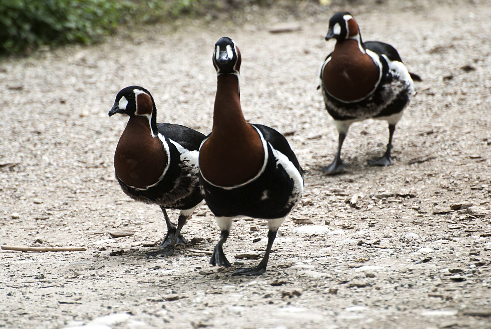 Nikon D80 sample photo. Ducks, three, friends photography