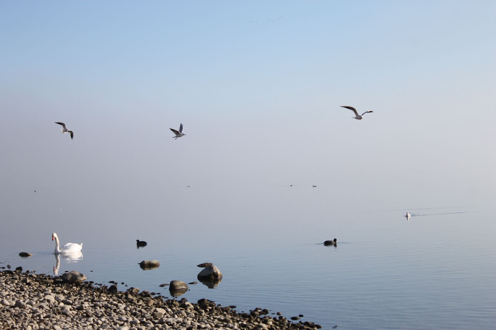 Canon EOS 1100D (EOS Rebel T3 / EOS Kiss X50) sample photo. Lake, water, bird photography