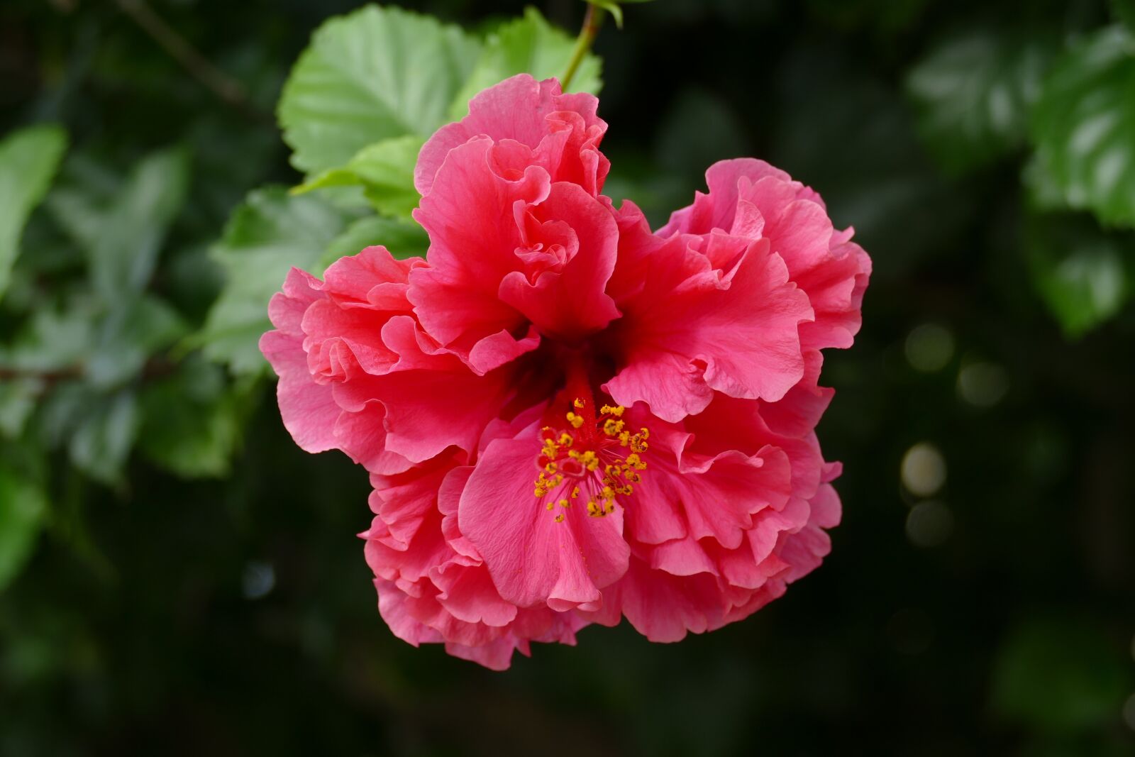 Panasonic Lumix DMC-FZ1000 sample photo. Hibiscus, flower, plant photography