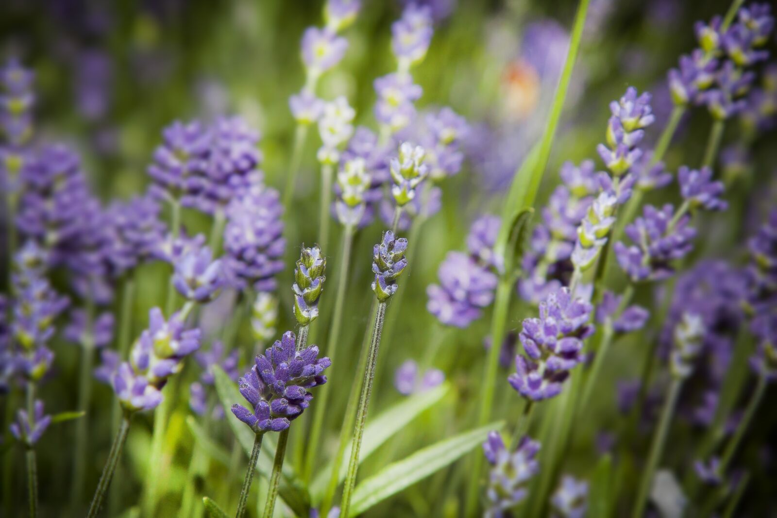 Canon EOS 50D + Canon EF 24-105mm F4L IS USM sample photo. Lavender, flower, blossom photography