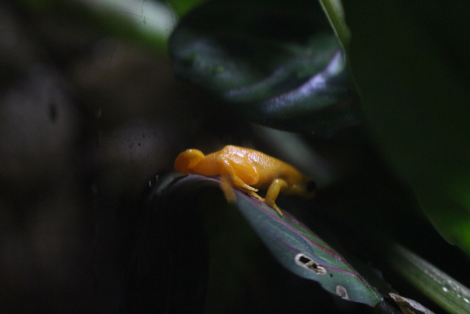 Canon EOS 700D (EOS Rebel T5i / EOS Kiss X7i) sample photo. Frog photography