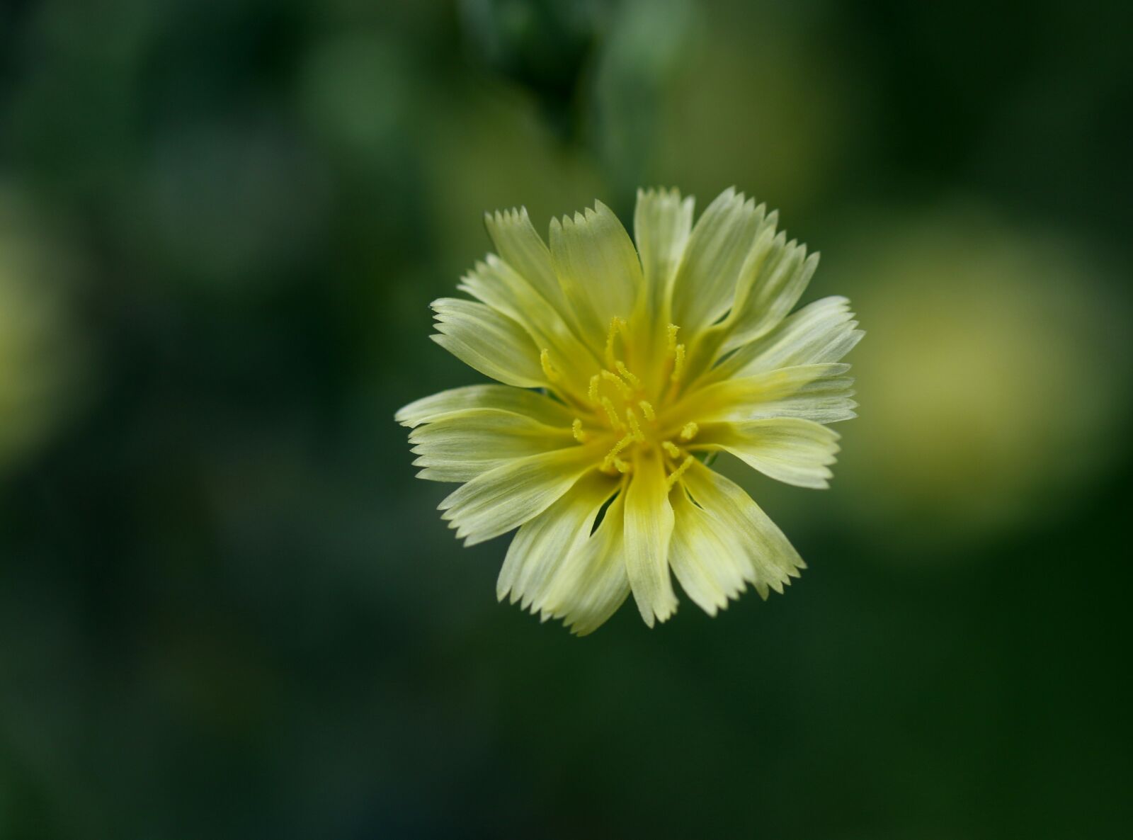 Canon EOS 7D Mark II sample photo. Flower, lettuce, yellow photography