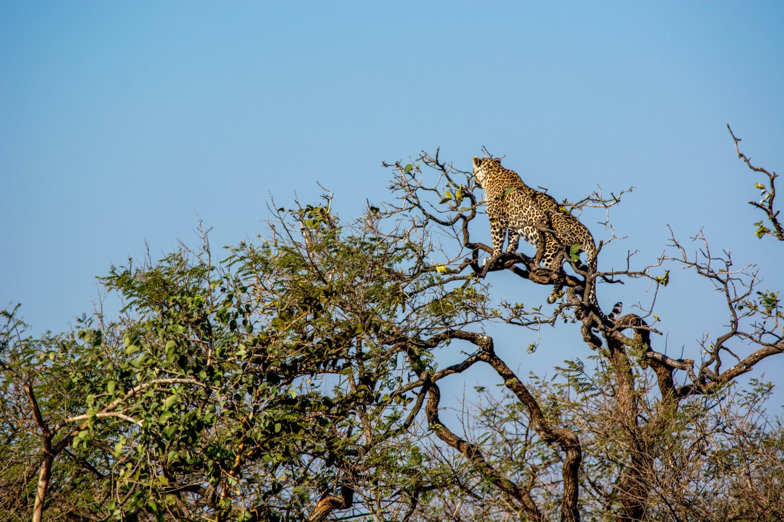 Nikon D5200 sample photo. Leopard, tiger, wildlife photography