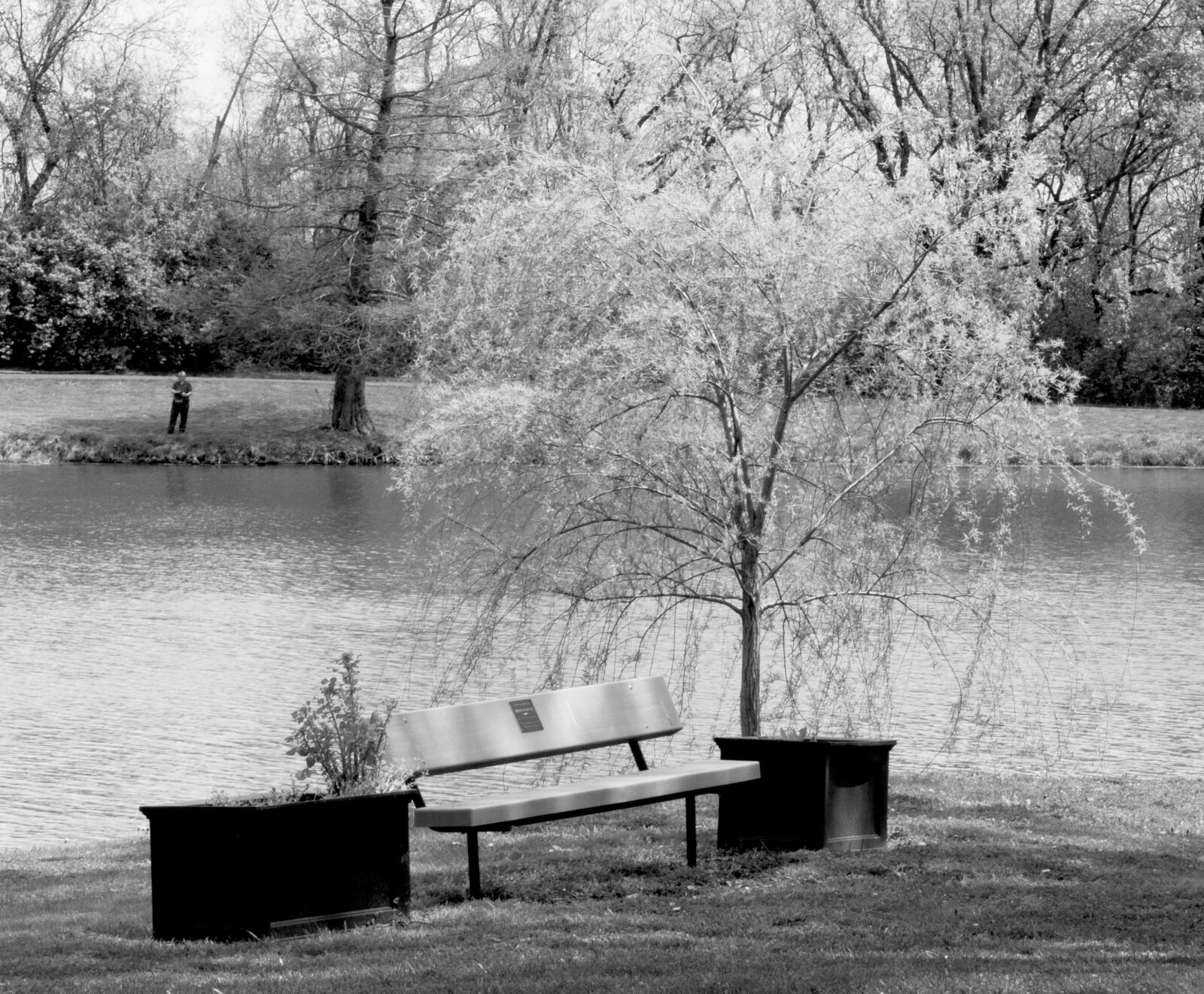 Canon EOS 2000D (EOS Rebel T7 / EOS Kiss X90 / EOS 1500D) sample photo. Weeping willow, tree, lonely photography