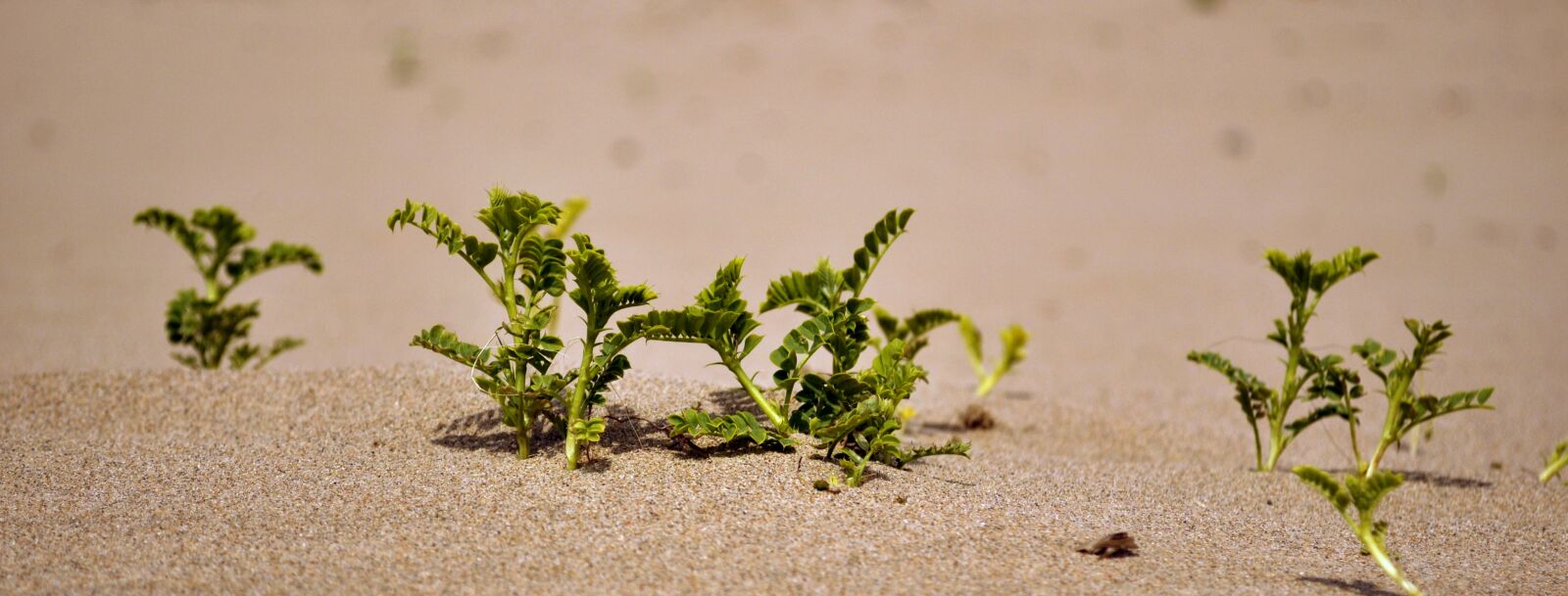 Nikon D90 sample photo. Sand, plant, desert photography