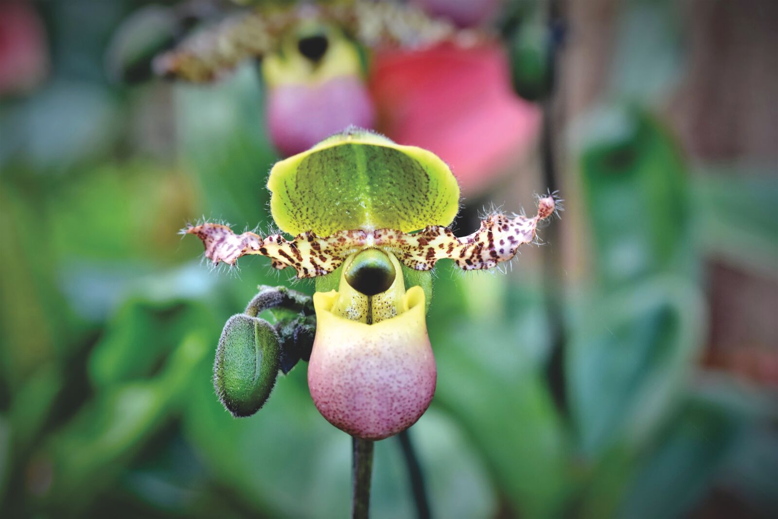 Nikon D7200 sample photo. Orchids, orchid flower, blossom photography