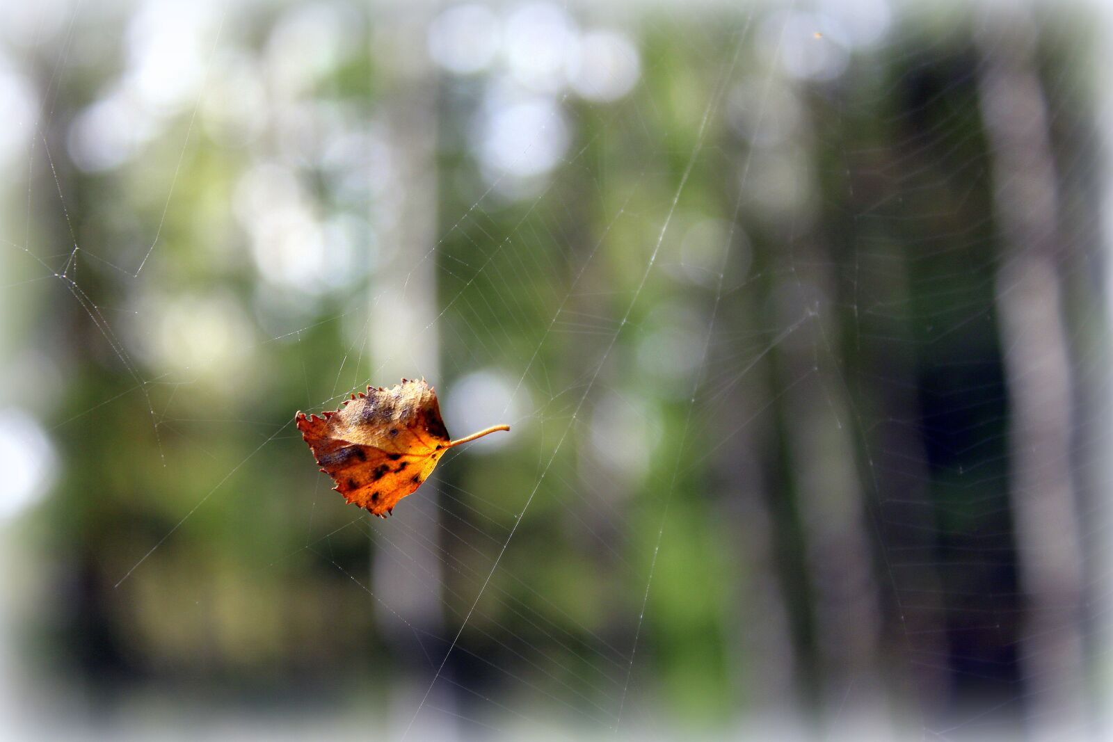 Canon EOS 1200D (EOS Rebel T5 / EOS Kiss X70 / EOS Hi) sample photo. Feather, forest, nature photography