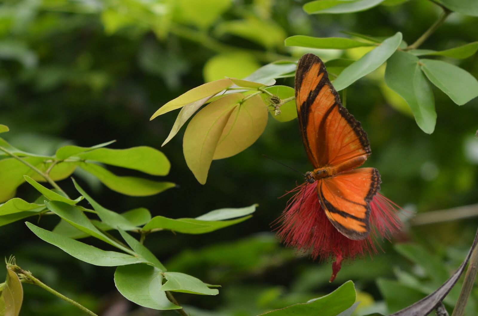 Nikon D5200 sample photo. Butterfly, torch, orange photography