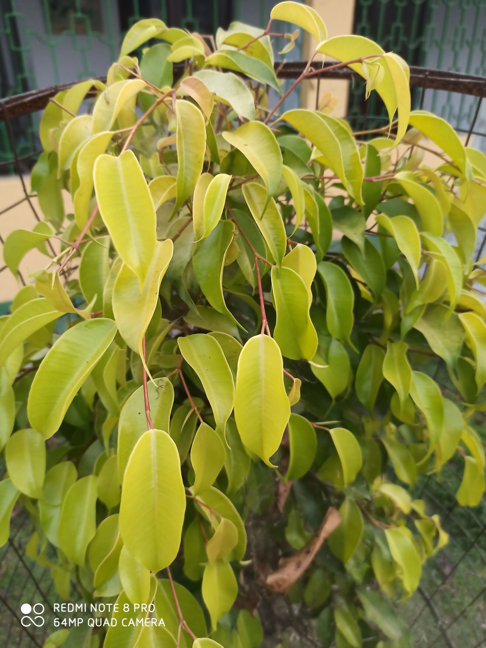 Xiaomi Redmi Note 8 Pro sample photo. Beutiful, tree, photo photography
