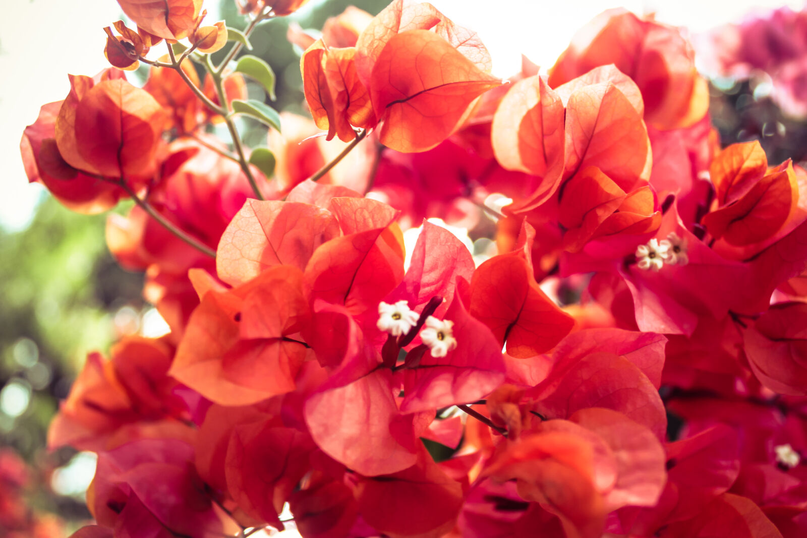 Canon EOS 500D (EOS Rebel T1i / EOS Kiss X3) sample photo. Beautiful, beauty, blooming, blossom photography