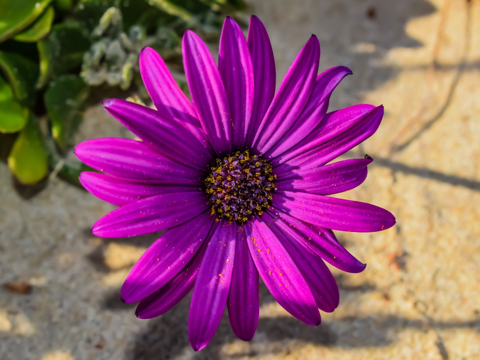 Nikon D3300 sample photo. Flower, african daisy, osteospermum photography