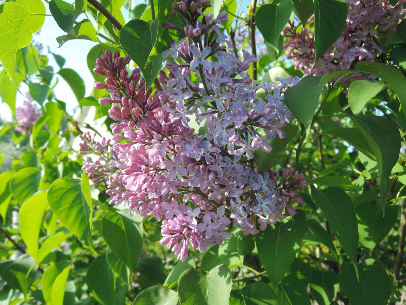 Nikon Coolpix P330 sample photo. Lilac, sunny, lilac photography