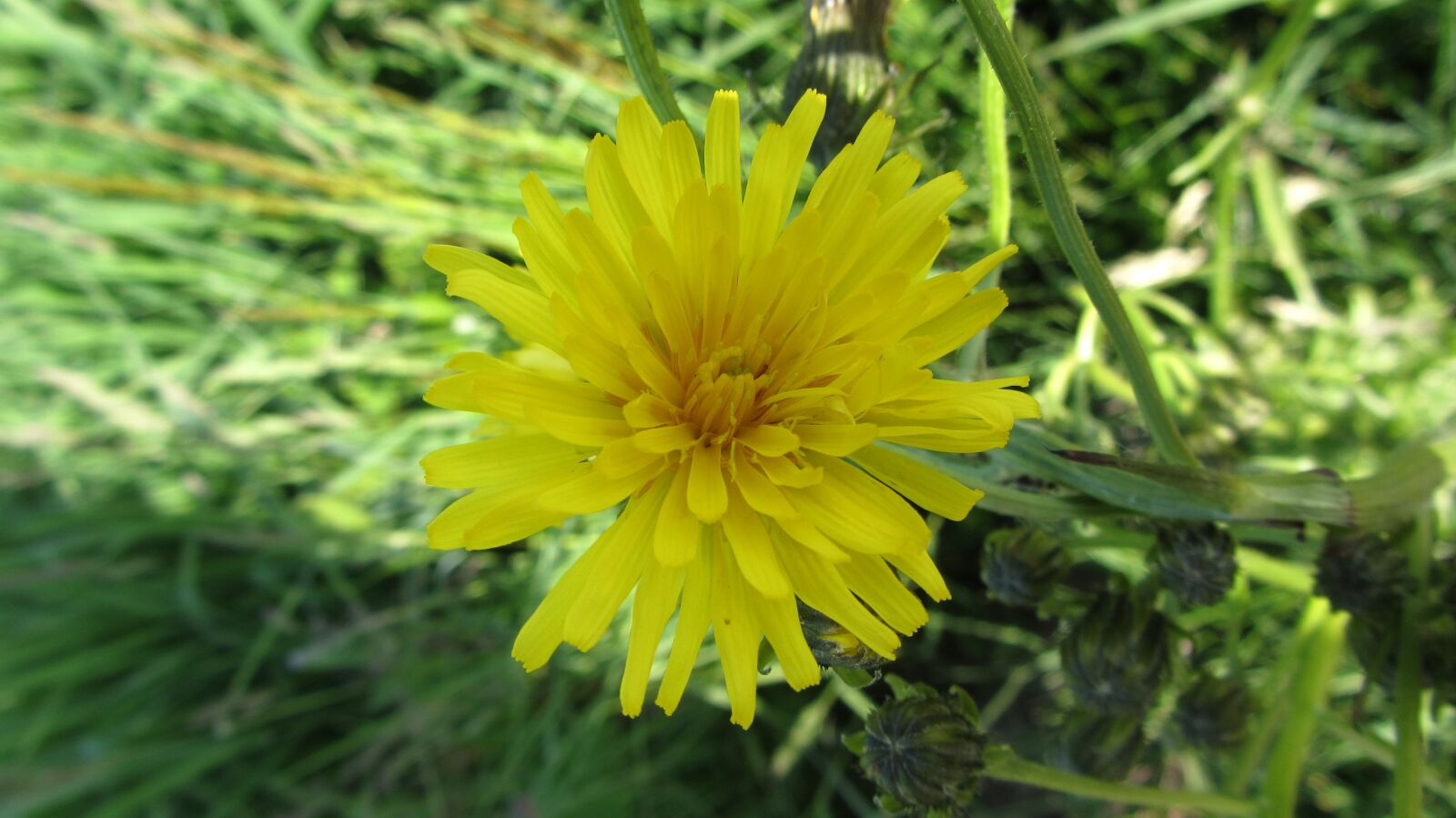 Canon PowerShot SX230 HS sample photo. Flower, yellow, garden photography