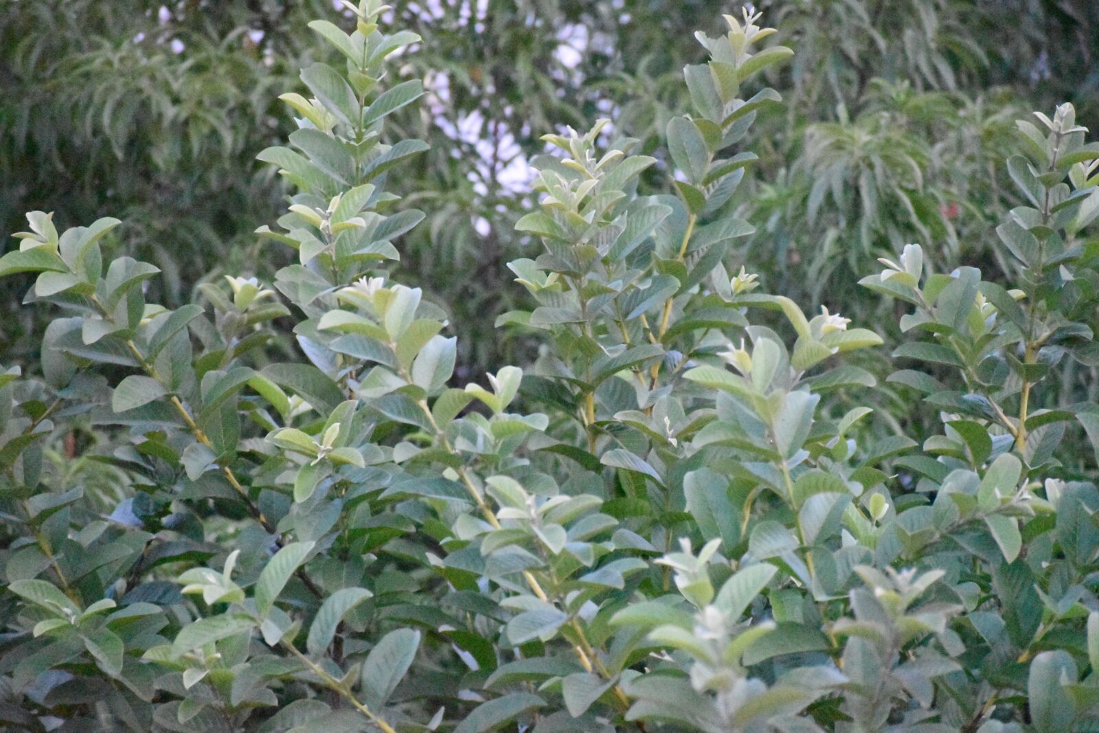 Nikon D3500 sample photo. Tree, nature, green photography