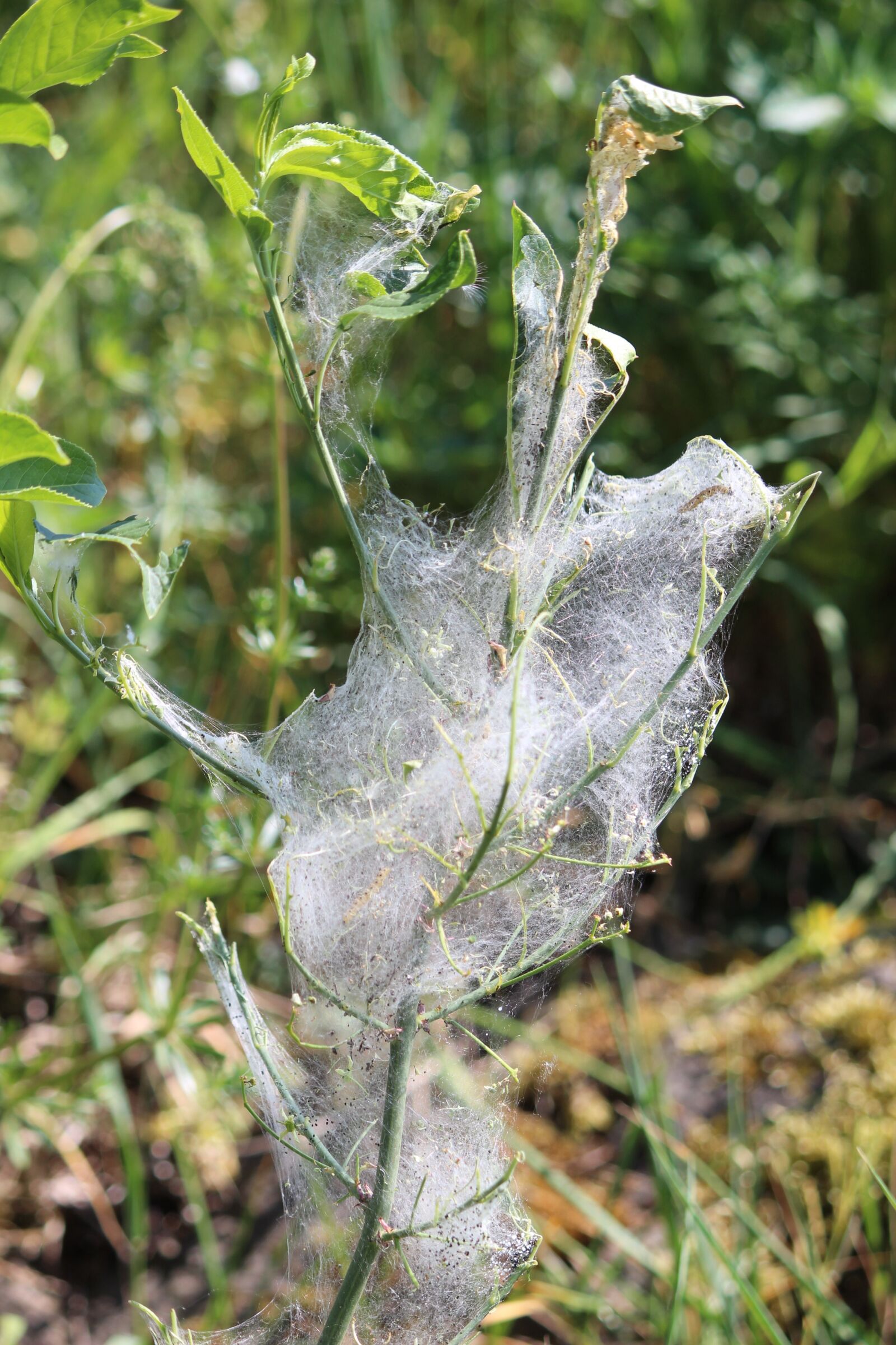 Canon EOS 600D (Rebel EOS T3i / EOS Kiss X5) sample photo. Spider webs, nature, flora photography