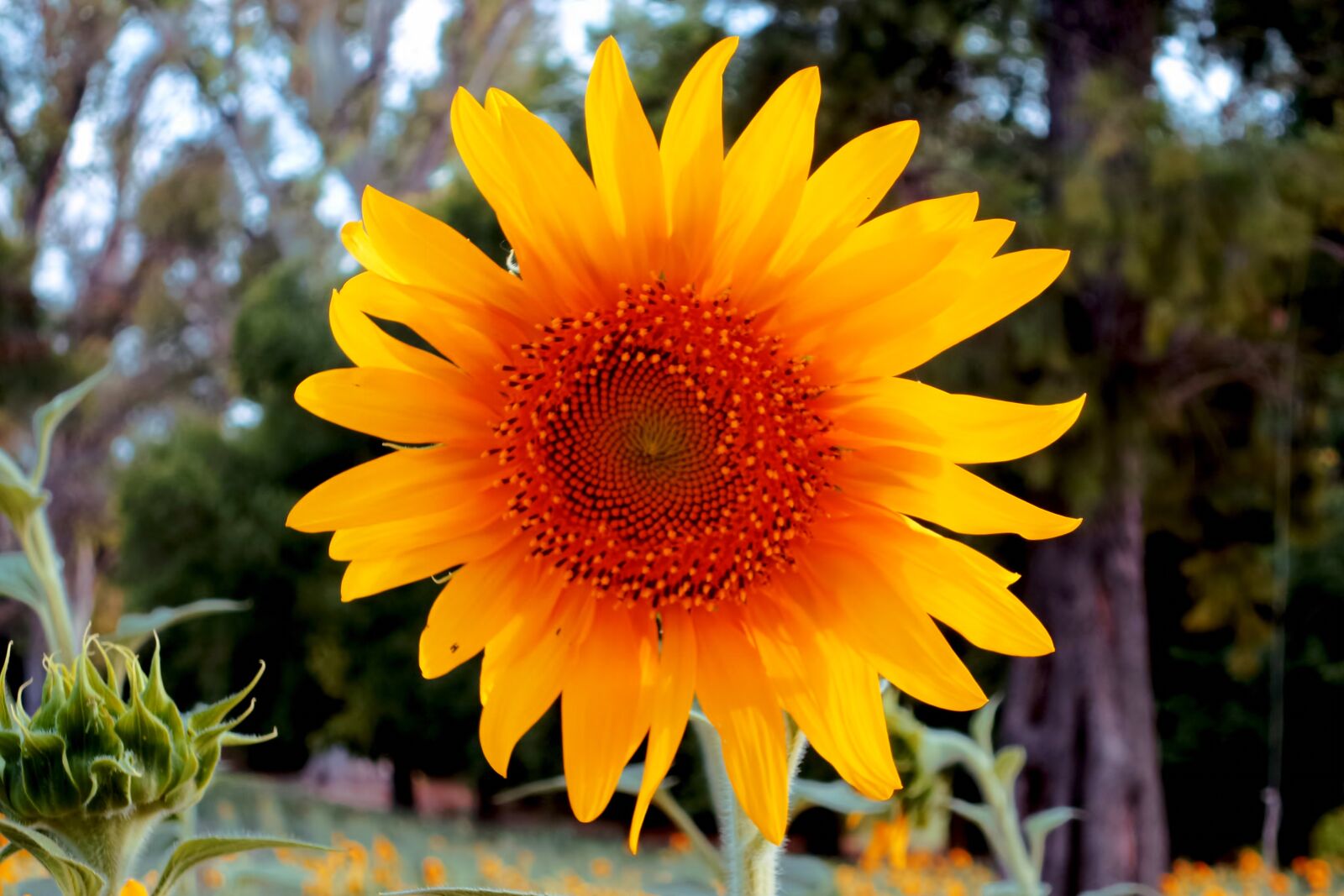 Samsung Galaxy K Zoom sample photo. Sunflowers, sunflower, flowers photography