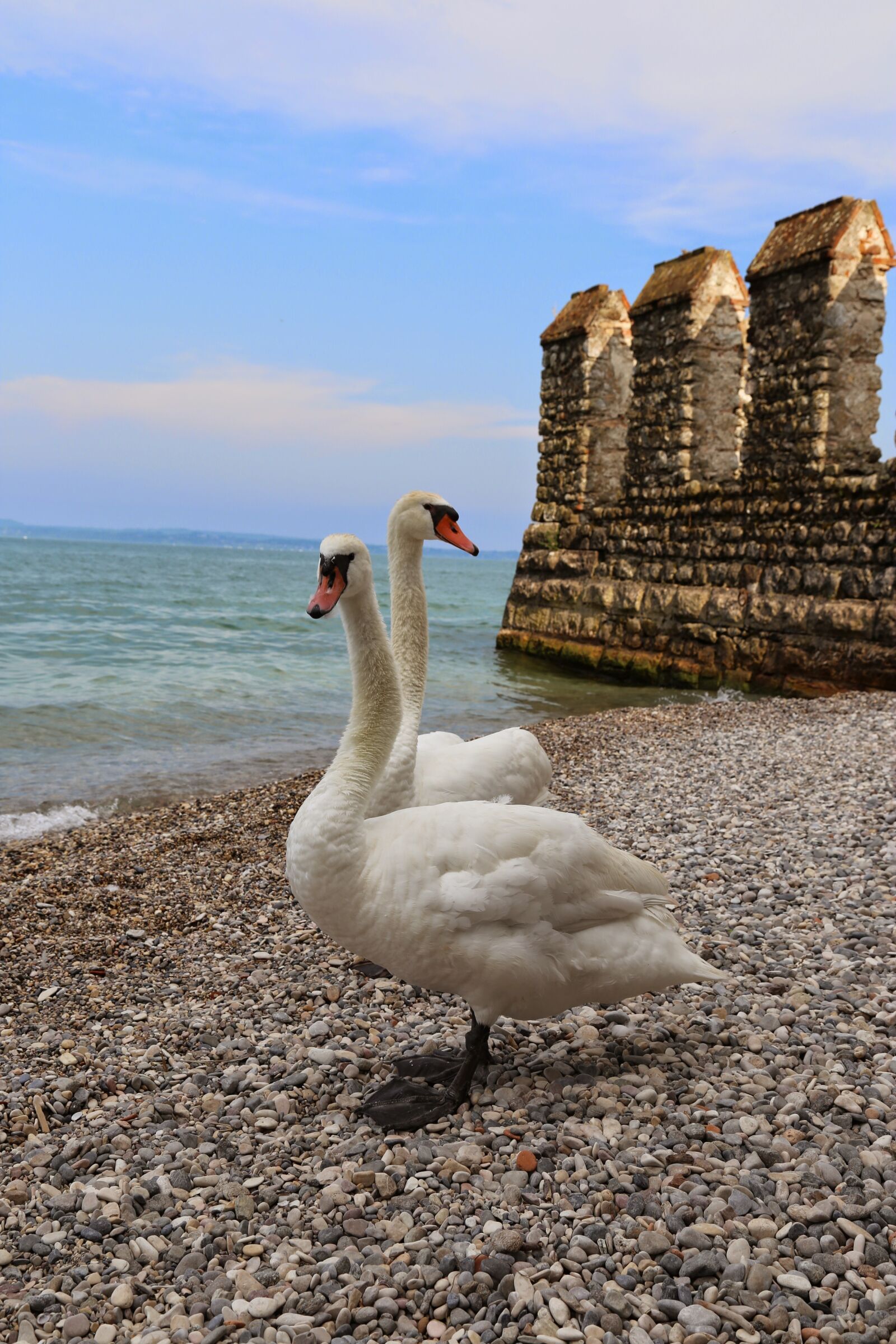 Canon EOS 6D + Canon EF 24-105mm F4L IS USM sample photo. Swan, swans, couple photography