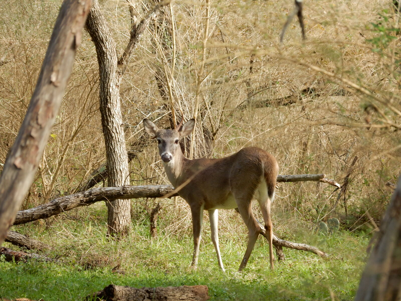 Nikon Coolpix S9900 sample photo. Deer, trail photography