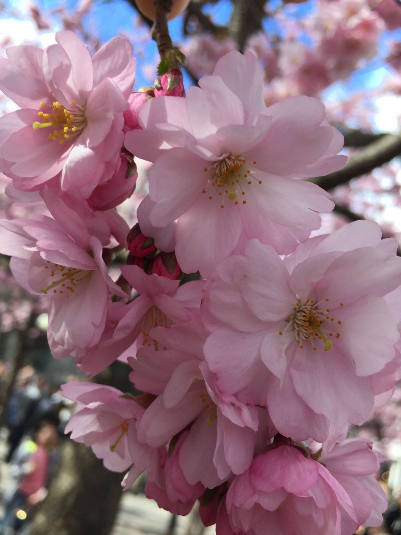 iPhone 6 back camera 4.15mm f/2.2 sample photo. Flower, branch, cherry photography