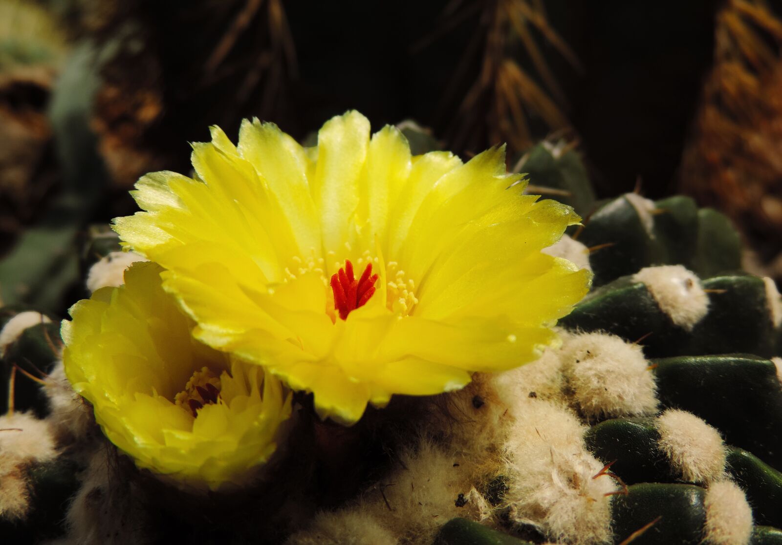 Nikon Coolpix P520 sample photo. Cactus, flower, yellow photography