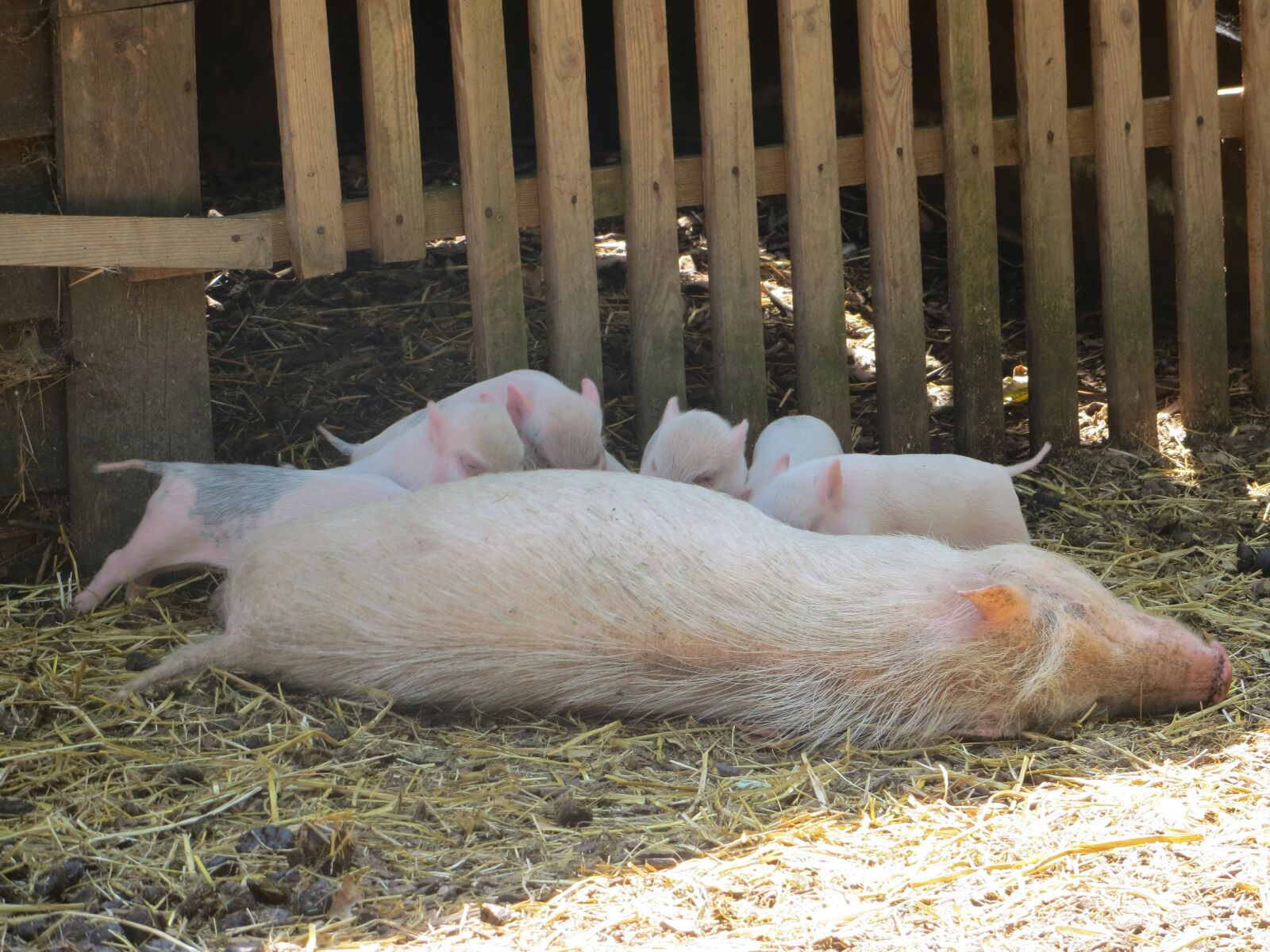 Canon PowerShot SX240 HS sample photo. Pig, piglets, feeding photography