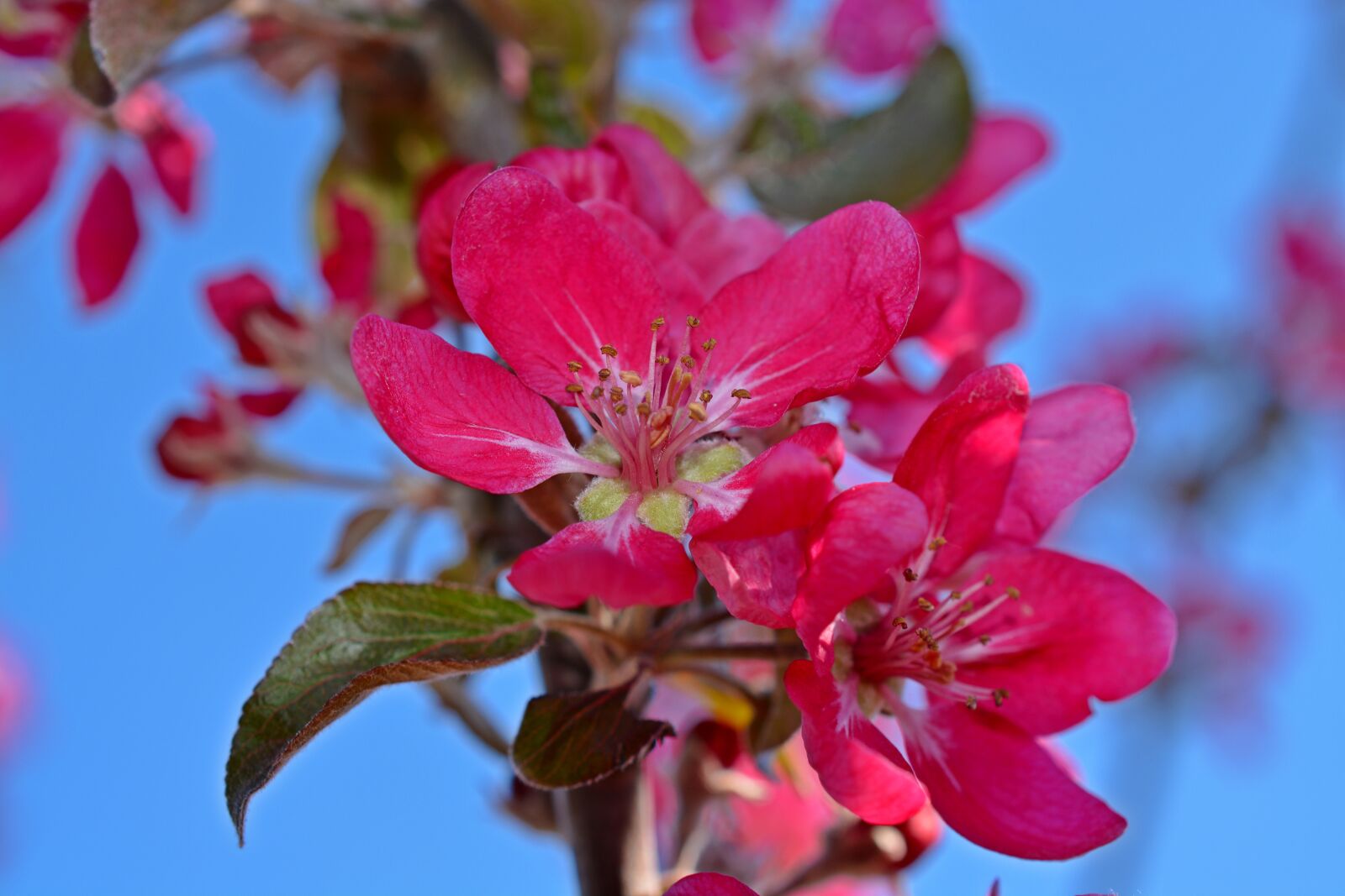 Nikon D5200 sample photo. Apple blossom, fruit tree photography