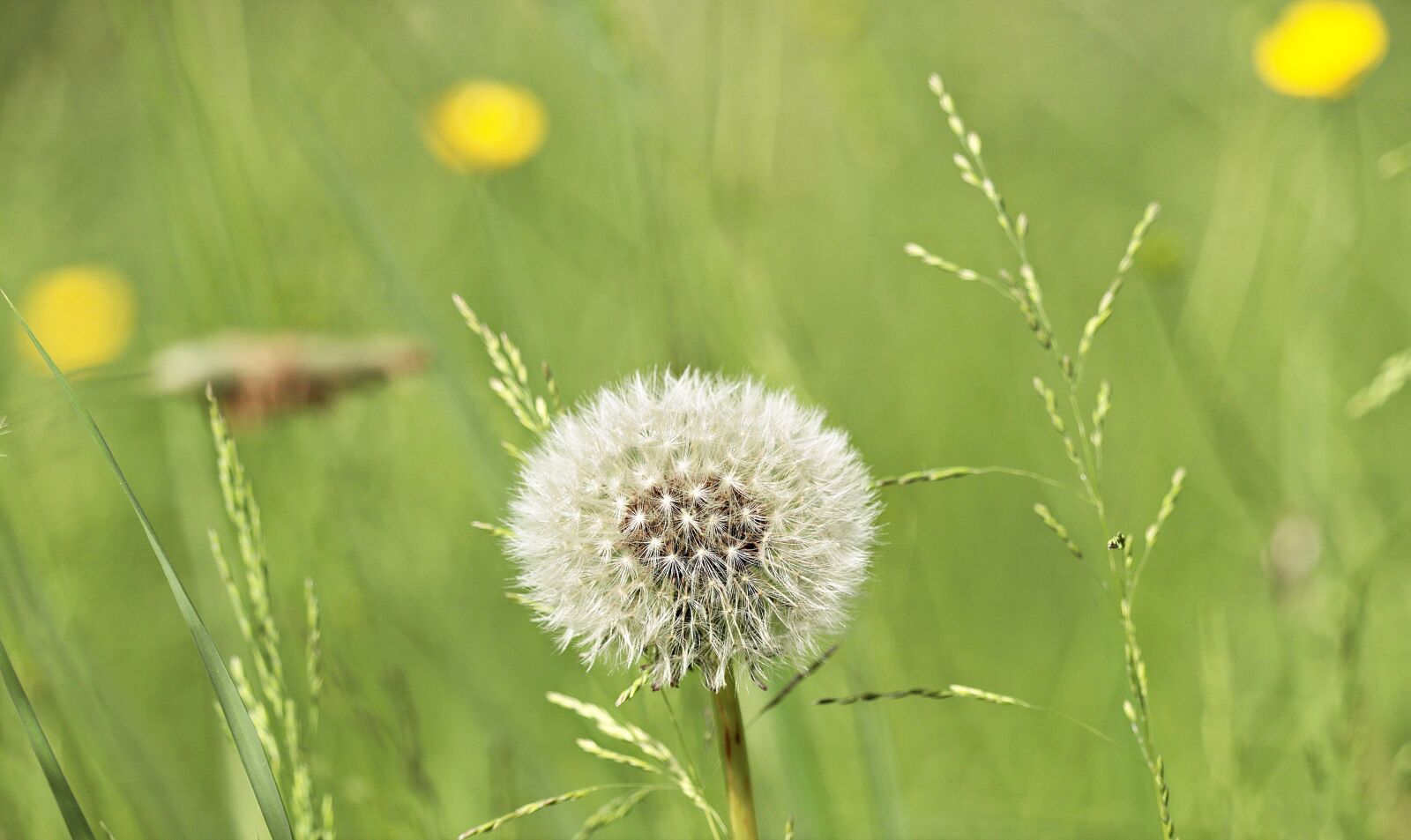 Canon EF-S 55-250mm F4-5.6 IS STM sample photo. Dandelion, meadow, nature photography