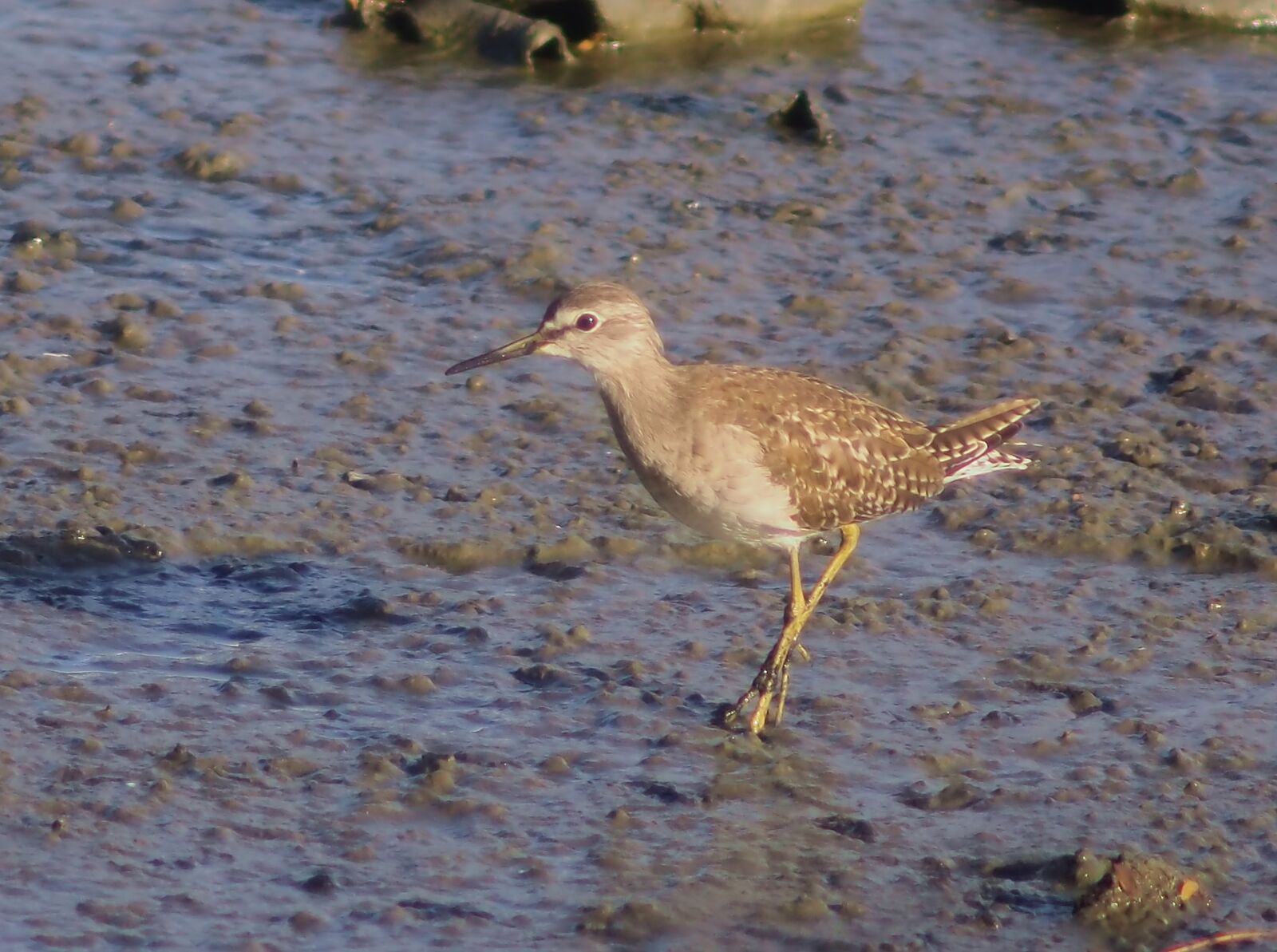 Olympus OM-D E-M1 sample photo. Migratory, wild, bird photography