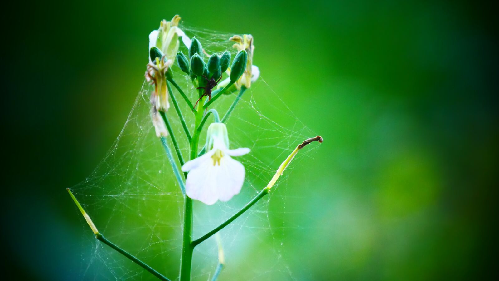 Panasonic Lumix DMC-G85 (Lumix DMC-G80) sample photo. Flower, web, flowers photography